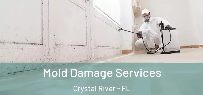 Mold Damage Services Crystal River - FL