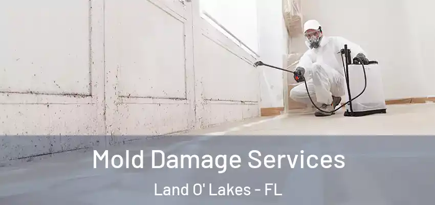 Mold Damage Services Land O' Lakes - FL