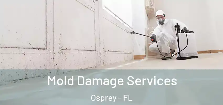  Mold Damage Services Osprey - FL
