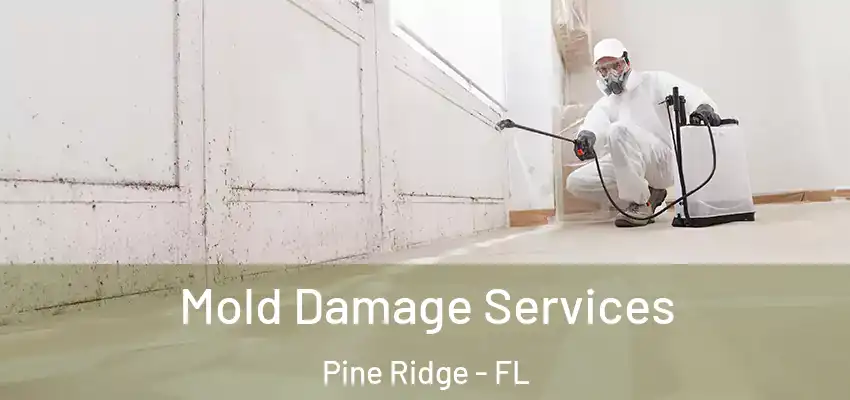 Mold Damage Services Pine Ridge - FL