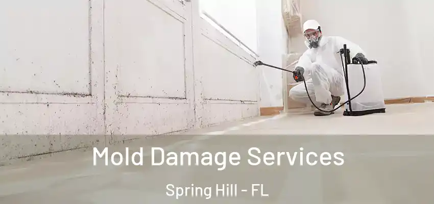 Mold Damage Services Spring Hill - FL