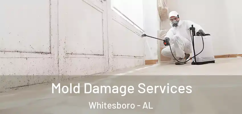 Mold Damage Services Whitesboro - AL