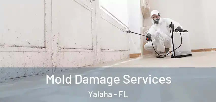 Mold Damage Services Yalaha - FL