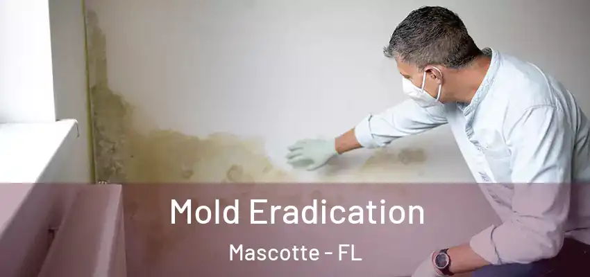 Mold Eradication Mascotte - FL
