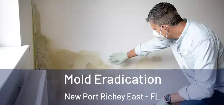 Mold Eradication New Port Richey East - FL