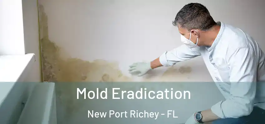 Mold Eradication New Port Richey - FL