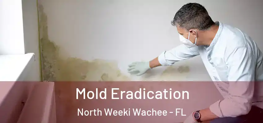  Mold Eradication North Weeki Wachee - FL