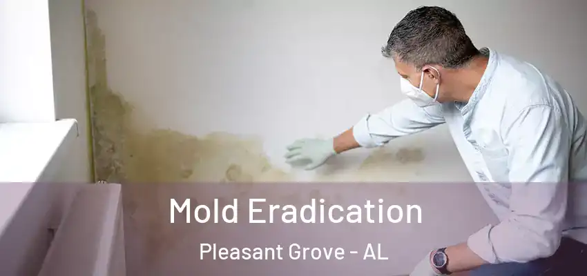Mold Eradication Pleasant Grove - AL
