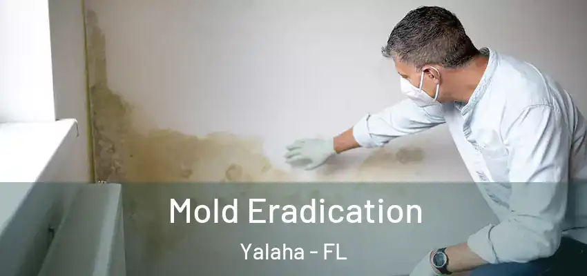 Mold Eradication Yalaha - FL