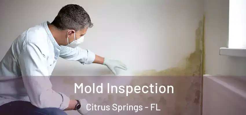  Mold Inspection Citrus Springs - FL