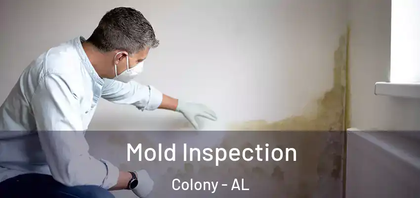  Mold Inspection Colony - AL