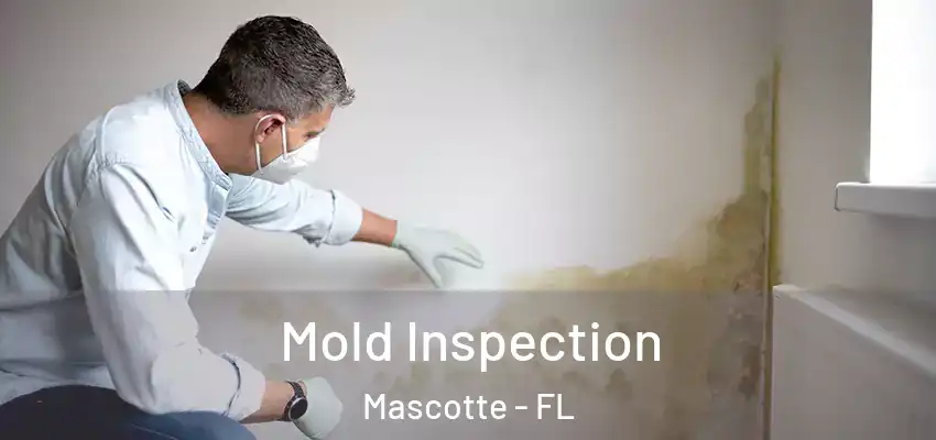  Mold Inspection Mascotte - FL