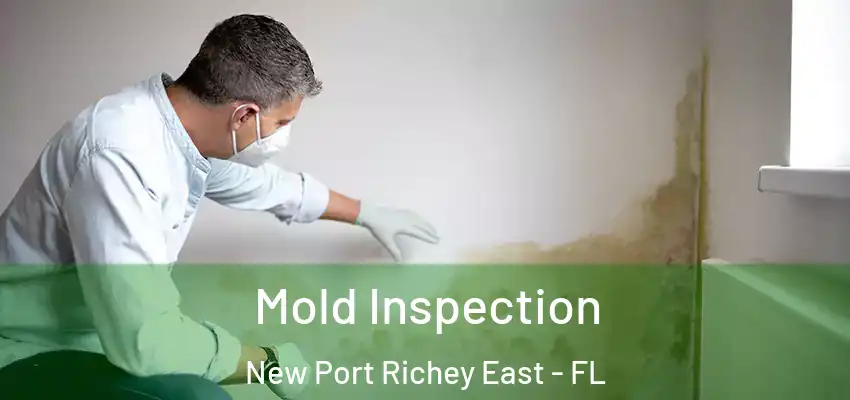 Mold Inspection New Port Richey East - FL