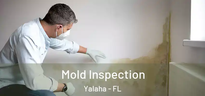  Mold Inspection Yalaha - FL