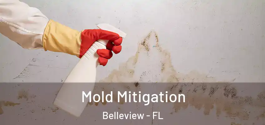 Mold Mitigation Belleview - FL