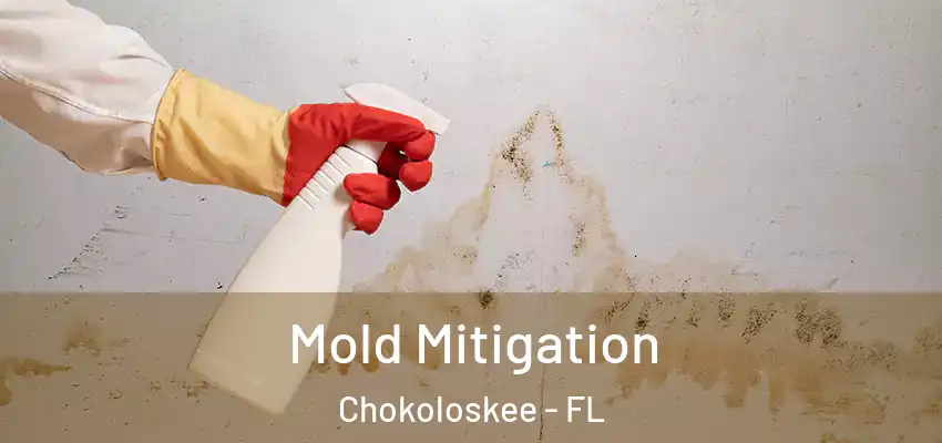 Mold Mitigation Chokoloskee - FL