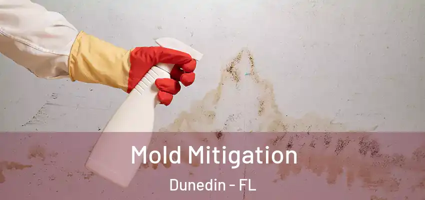 Mold Mitigation Dunedin - FL