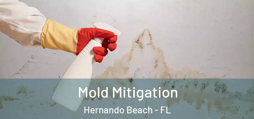  Mold Mitigation Hernando Beach - FL
