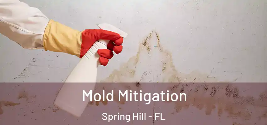 Mold Mitigation Spring Hill - FL