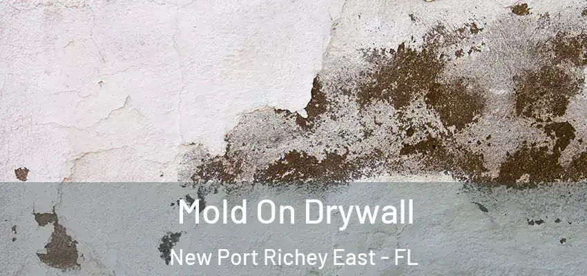 Mold On Drywall New Port Richey East - FL