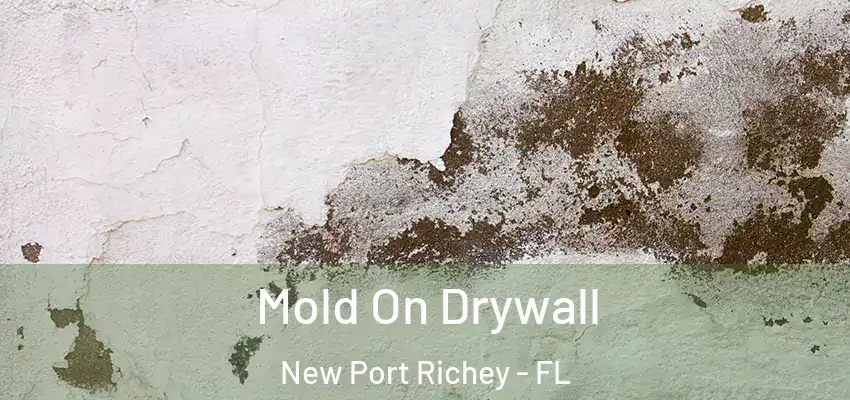  Mold On Drywall New Port Richey - FL