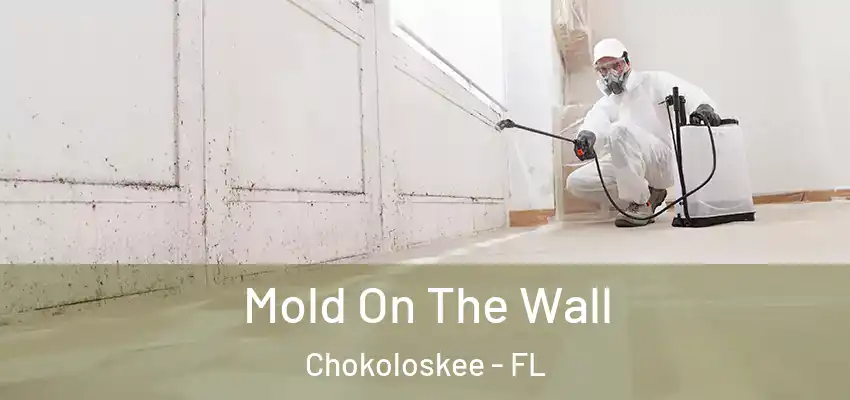 Mold On The Wall Chokoloskee - FL