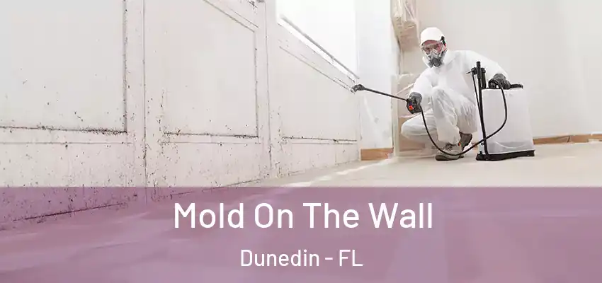 Mold On The Wall Dunedin - FL