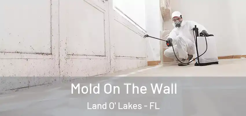 Mold On The Wall Land O' Lakes - FL
