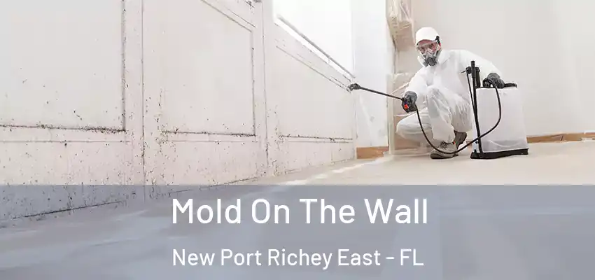 Mold On The Wall New Port Richey East - FL