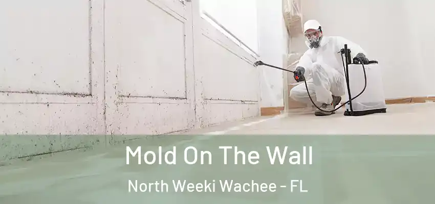 Mold On The Wall North Weeki Wachee - FL