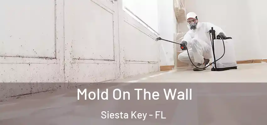 Mold On The Wall Siesta Key - FL