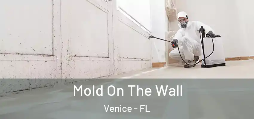 Mold On The Wall Venice - FL