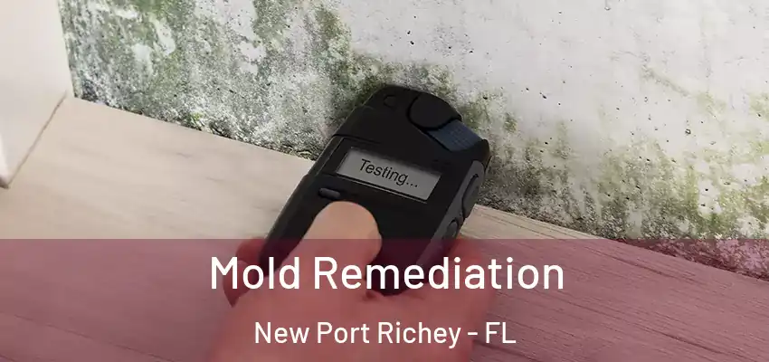  Mold Remediation New Port Richey - FL