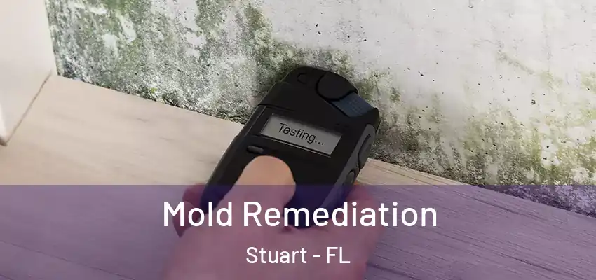  Mold Remediation Stuart - FL
