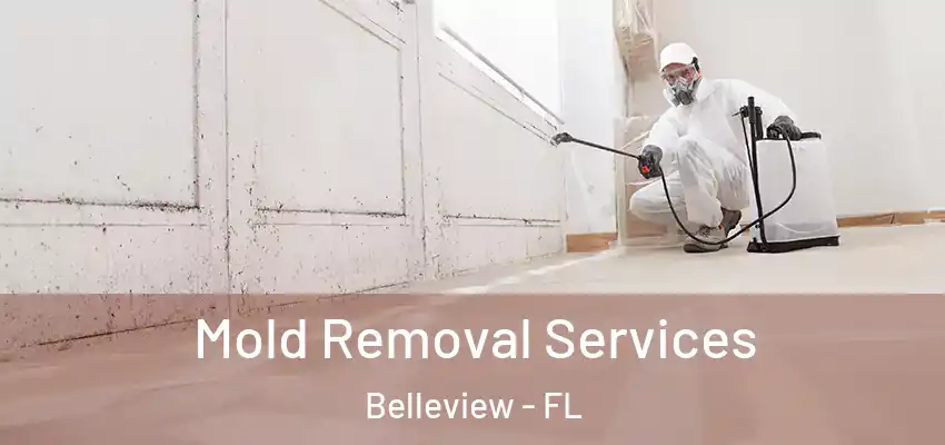 Mold Removal Services Belleview - FL