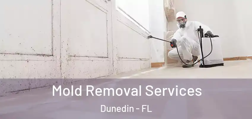Mold Removal Services Dunedin - FL