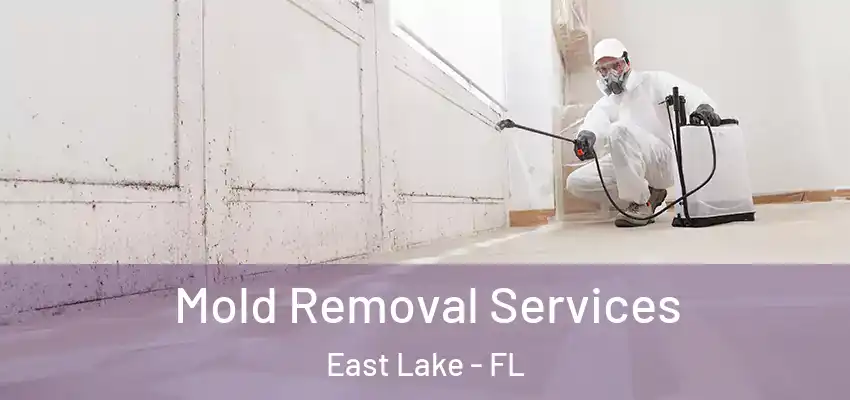 Mold Removal Services East Lake - FL