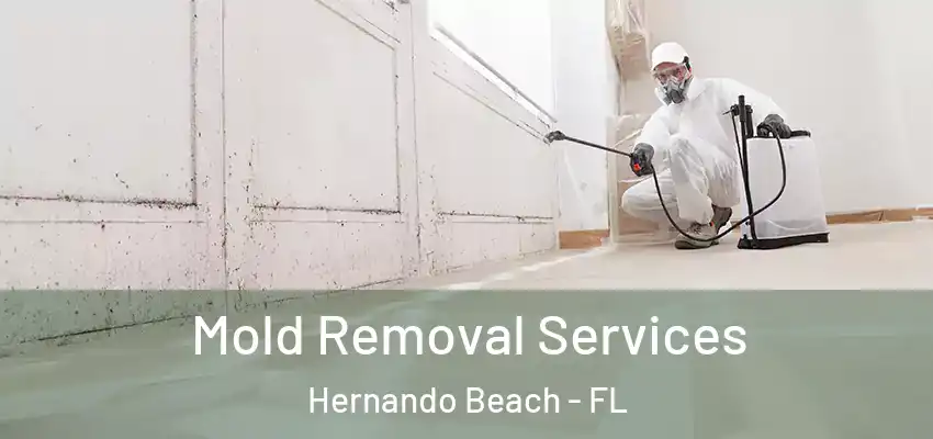 Mold Removal Services Hernando Beach - FL