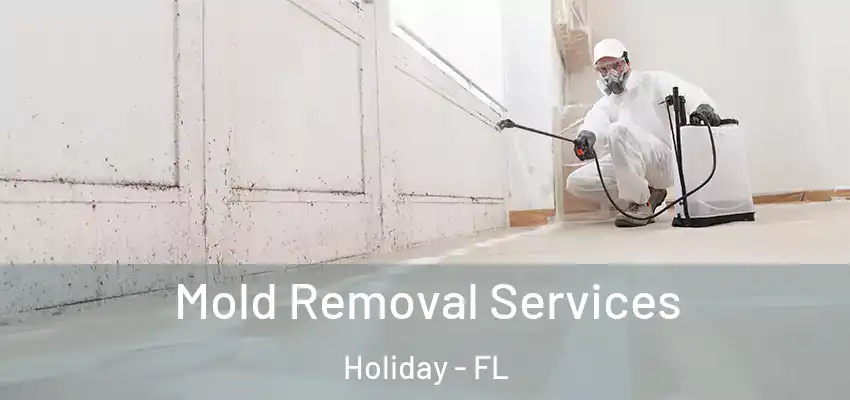 Mold Removal Services Holiday - FL