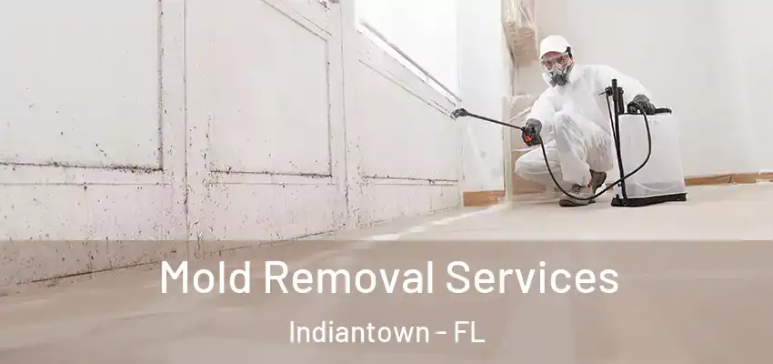 Mold Removal Services Indiantown - FL