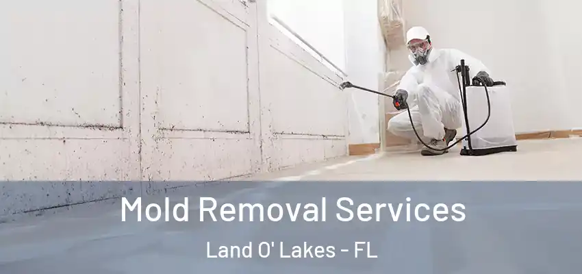 Mold Removal Services Land O' Lakes - FL