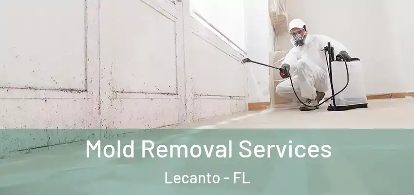 Mold Removal Services Lecanto - FL