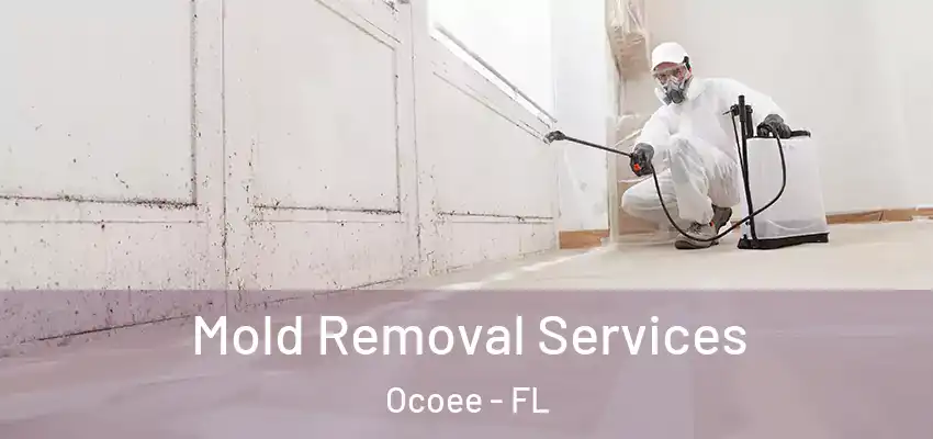 Mold Removal Services Ocoee - FL