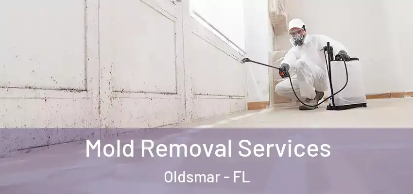 Mold Removal Services Oldsmar - FL