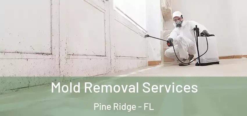 Mold Removal Services Pine Ridge - FL