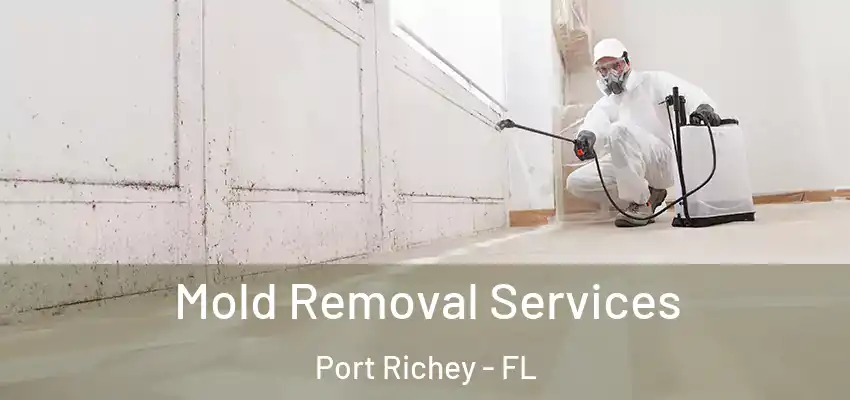 Mold Removal Services Port Richey - FL