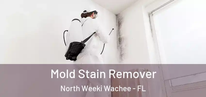 Mold Stain Remover North Weeki Wachee - FL