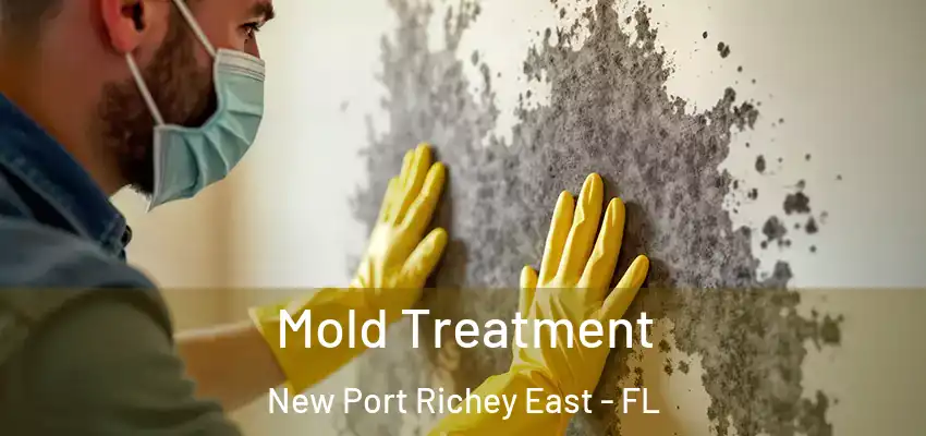 Mold Treatment New Port Richey East - FL